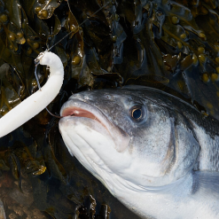 Savage Gravity Stick Pulsetails -Rods Sales 4tm5oxbm637370666868950650