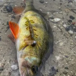 Savage Craft Crawlers -Rods Sales n0tyzsvl638067800997844088