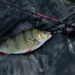 Daiwa Ninja Dropshot Rods