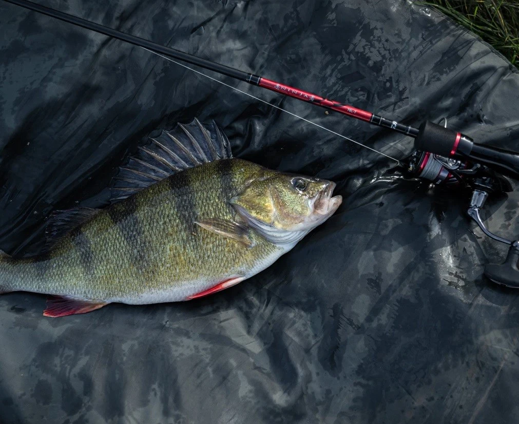 Daiwa Ninja Dropshot Rods 1 Daiwa Ninja Dropshot Rods